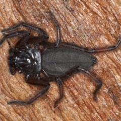 Gnaphosidae or Trochanteriidae (families) (Flat spider) at Majura, ACT - 17 Aug 2020 by jbromilow50