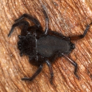 Gnaphosidae or Trochanteriidae (families) at Majura, ACT - 17 Aug 2020