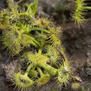 Drosera sp. at Stromlo, ACT - 18 Aug 2020