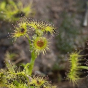 Drosera sp. at Stromlo, ACT - 18 Aug 2020