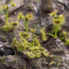 Drosera sp. at Stromlo, ACT - 18 Aug 2020