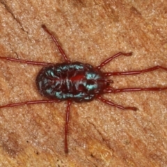 Rainbowia sp. (genus) (A mite) at Majura, ACT - 17 Aug 2020 by jb2602