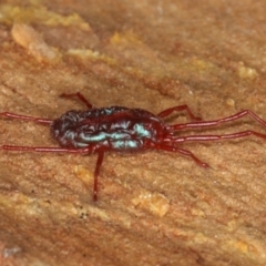 Rainbowia sp. (genus) at Majura, ACT - 17 Aug 2020