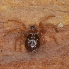 Euryopis sp. (genus) (An ant eating spider) at Majura, ACT - 17 Aug 2020 by jbromilow50