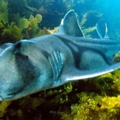 Heterodontus portusjacksoni (Port Jackson Shark) at Undefined, NSW - 27 Nov 2019 by Robertgardiner