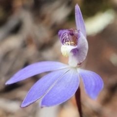 Cyanicula caerulea (Blue Fingers, Blue Fairies) at Point 5815 - 18 Aug 2020 by shoko