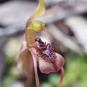 Chiloglottis reflexa at Downer, ACT - 18 Aug 2020