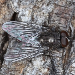 Helina sp. (genus) (Muscid fly) at Majura, ACT - 17 Aug 2020 by jbromilow50