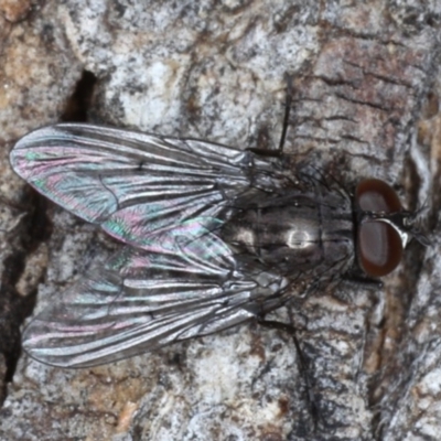Helina sp. (genus) (Muscid fly) at Majura, ACT - 17 Aug 2020 by jbromilow50