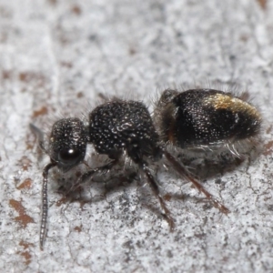 Mutillidae (family) at ANBG - 18 Aug 2020 11:36 AM