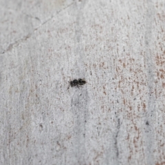 Mutillidae (family) at ANBG - 18 Aug 2020 11:36 AM