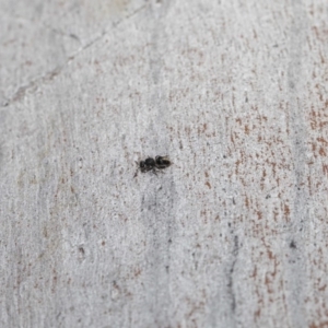 Mutillidae (family) at ANBG - 18 Aug 2020 11:36 AM