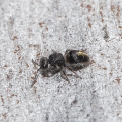 Mutillidae (family) at ANBG - 18 Aug 2020 11:36 AM