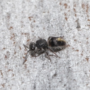 Mutillidae (family) at ANBG - 18 Aug 2020 11:36 AM