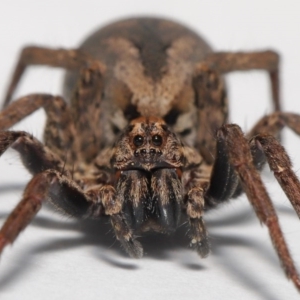 Venatrix pictiventris at Evatt, ACT - 18 Aug 2020