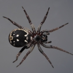 Venatrix pictiventris at Evatt, ACT - 18 Aug 2020