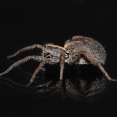 Venatrix pictiventris at Evatt, ACT - 18 Aug 2020