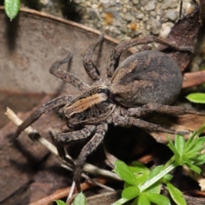 Venatrix pictiventris at Evatt, ACT - 18 Aug 2020