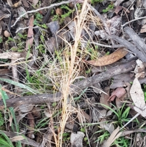 Austrostipa scabra at Weetangera, ACT - 18 Aug 2020