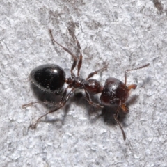 Myrmecorhynchus emeryi (Possum Ant) at ANBG - 18 Aug 2020 by TimL
