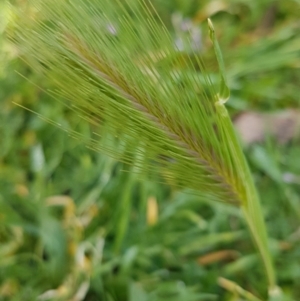 Hordeum leporinum at Lyneham, ACT - 19 Aug 2020