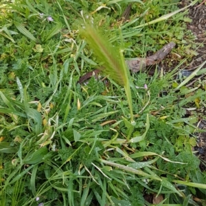 Hordeum leporinum at Lyneham, ACT - 19 Aug 2020