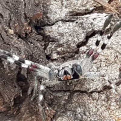 Isopeda sp. (genus) (Huntsman Spider) at Lyneham, ACT - 18 Aug 2020 by trevorpreston