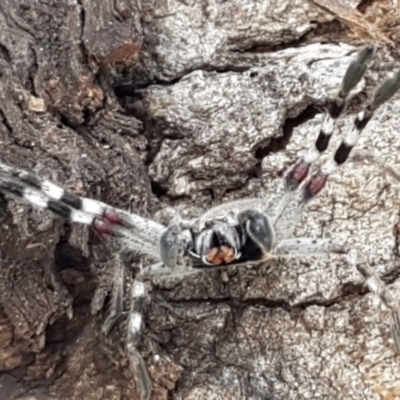 Isopeda sp. (genus) (Huntsman Spider) at Lyneham, ACT - 19 Aug 2020 by trevorpreston