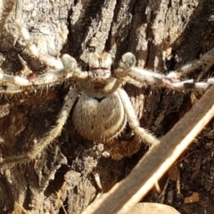 Isopeda sp. (genus) at Lyneham, ACT - 19 Aug 2020