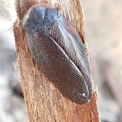 Laxta granicollis (Common bark or trilobite cockroach) at Lyneham, ACT - 19 Aug 2020 by trevorpreston