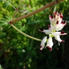 Fumaria capreolata (White Fumitory) at Sullivans Creek, O'Connor - 18 Aug 2020 by trevorpreston