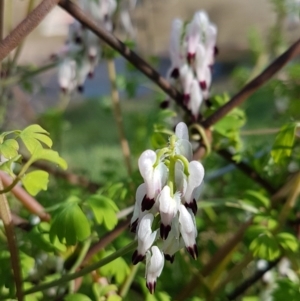 Fumaria capreolata at O'Connor, ACT - 19 Aug 2020