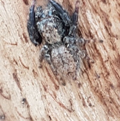 Servaea sp. (genus) (Unidentified Servaea jumping spider) at Sullivans Creek, O'Connor - 18 Aug 2020 by trevorpreston