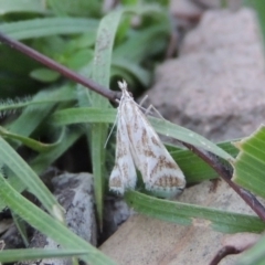 Sedenia rupalis (A Crambid moth) at Rob Roy Range - 18 Mar 2020 by MichaelBedingfield