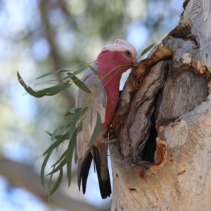 Eolophus roseicapilla at Acton, ACT - 13 Aug 2020