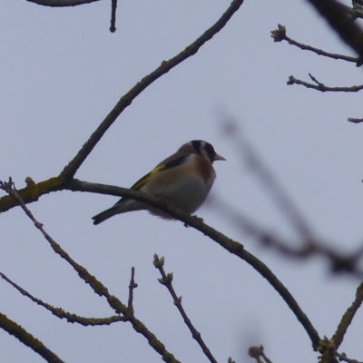 Carduelis carduelis (European Goldfinch) at Bega, NSW - 19 Aug 2020 by MatthewHiggins