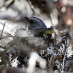 Eopsaltria australis at Acton, ACT - 13 Aug 2020