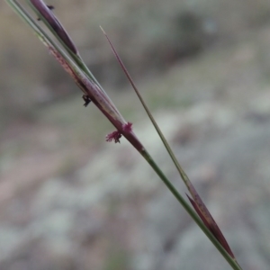 Aristida ramosa at Conder, ACT - 18 Mar 2020 08:16 PM