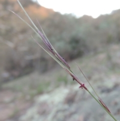 Aristida ramosa at Conder, ACT - 18 Mar 2020 08:16 PM