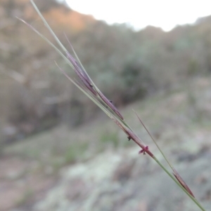 Aristida ramosa at Conder, ACT - 18 Mar 2020 08:16 PM