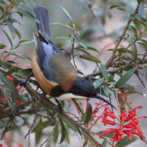 Acanthorhynchus tenuirostris at Downer, ACT - 13 Aug 2020