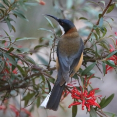 Acanthorhynchus tenuirostris at Downer, ACT - 13 Aug 2020