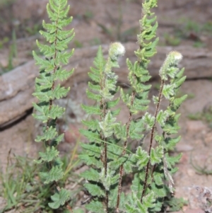 Cheilanthes distans at Conder, ACT - 18 Mar 2020 08:27 PM