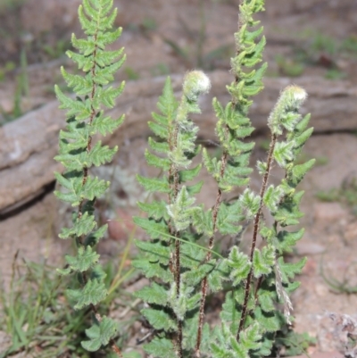Cheilanthes distans (Bristly Cloak Fern) at Conder, ACT - 18 Mar 2020 by michaelb