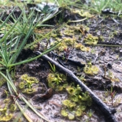 Drosera sp. (A Sundew) at Conder, ACT - 19 Aug 2020 by Nat