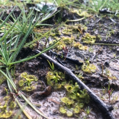 Drosera sp. (A Sundew) at Conder, ACT - 19 Aug 2020 by Nat