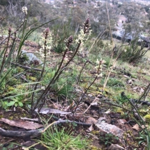 Stackhousia monogyna at Conder, ACT - 19 Aug 2020 09:47 AM