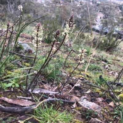 Stackhousia monogyna (Creamy Candles) at Conder, ACT - 18 Aug 2020 by Nat