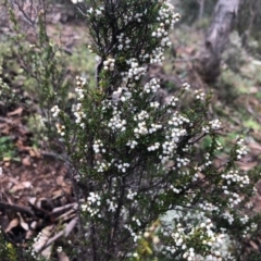 Cryptandra amara (Bitter Cryptandra) at Conder, ACT - 18 Aug 2020 by Nat