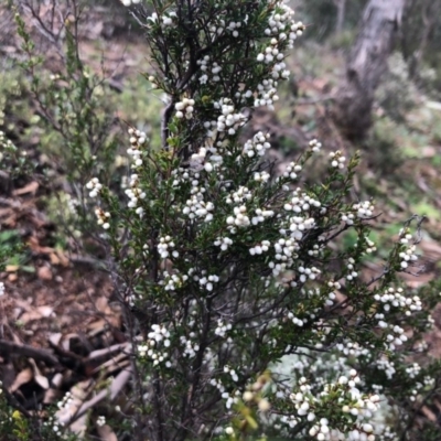 Cryptandra amara (Bitter Cryptandra) at Tuggeranong Hill - 18 Aug 2020 by Nat